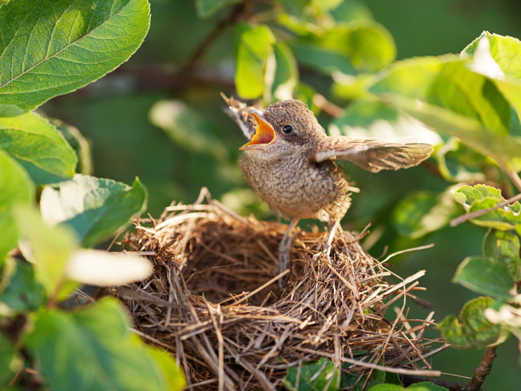 Baby bird in the nest at Alabama Wildlife Center