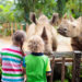 Spend Your Saturday At The Birmingham Zoo